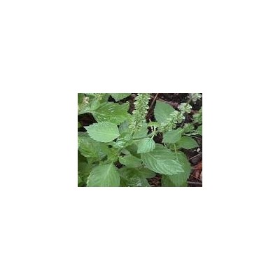 Tulsi Powder