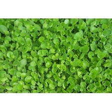 Gotu Kola Powder - 50g