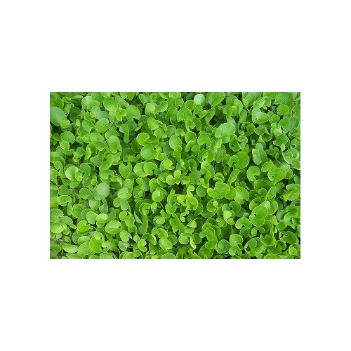 Gotu Kola Powder - 50g