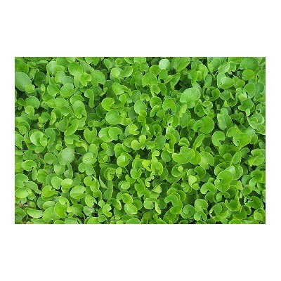 Gotu Kola Powder - 50g